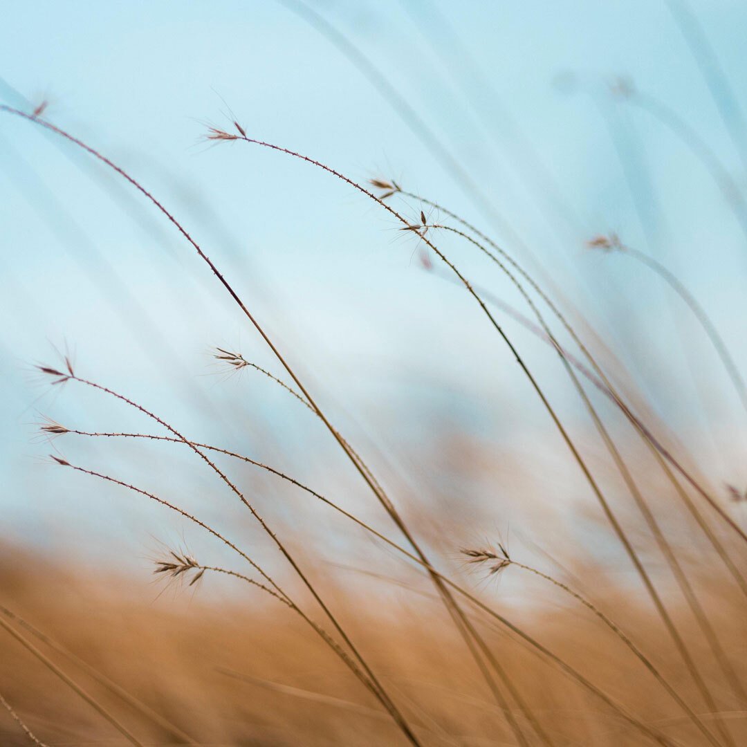 A close-up image of grasses blowing in the wind to visually imply breath moving in and out